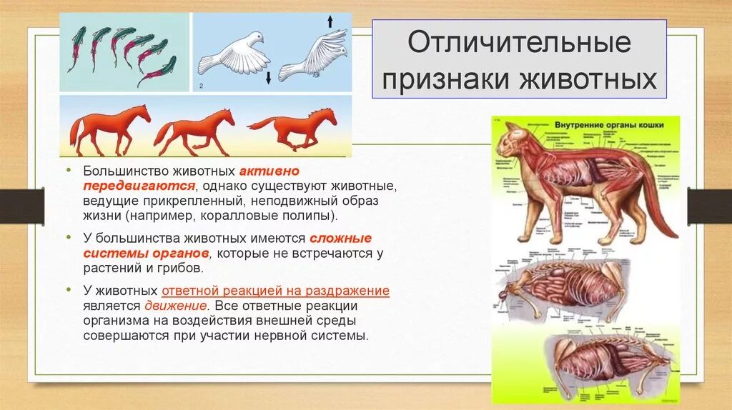 Что характерно для животных. Признаки животных. характерные черты животных. общие черты животных. отличительные признаки животных.