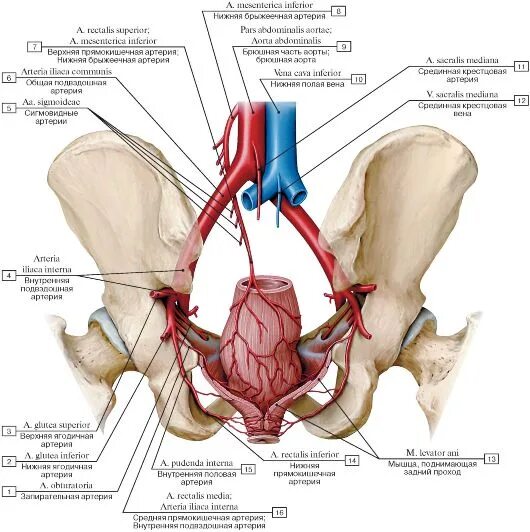 Подвздошные вены анатомия. Маточная и запирательная артерия. Подвздошные артерии медунивер. Подвздошная Вена малого таза.