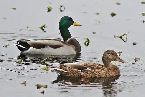 Ducks роли