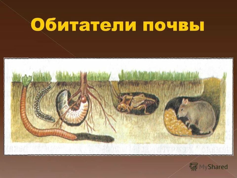 3 почвенных животных. Обитатели почвы. Подземные обитатели. Почвенные животные. Обитатели почвенной среды.