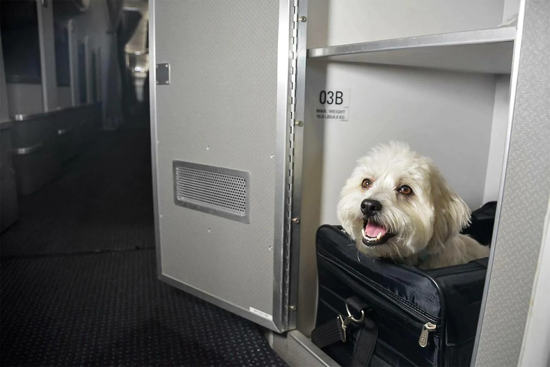 Можно перевозить животных в поезде. Багажный отсек для животных. Отсек для животных в самолете. Отсек для собак в самолете. Животные в салоне самолета.