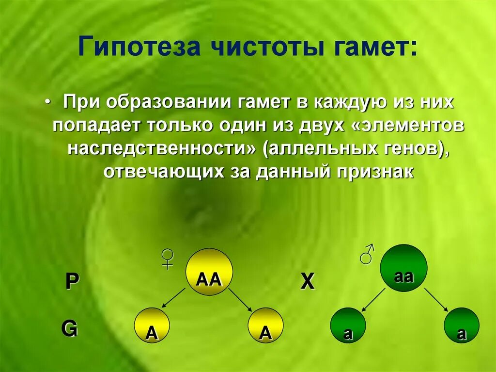 Гипотеза чистоты гамет Менделя. Сущность гипотезы чистоты гамет. Схема гипотезы чистоты гамет. Цитологическое обоснование гипотезы чистоты гамет.