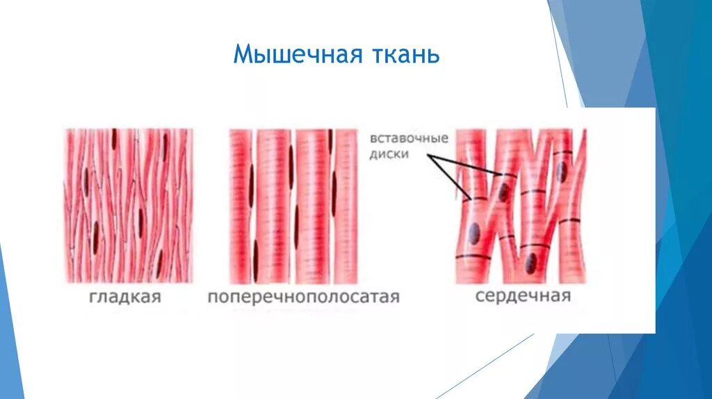 Мышечная ткань 8 класс биология