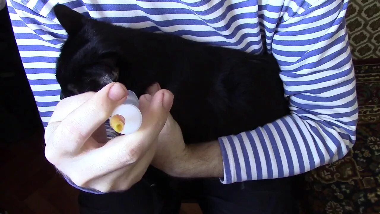 Как напоить котенка