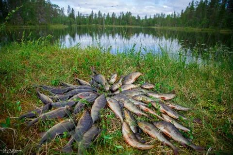 Где рыба в озере