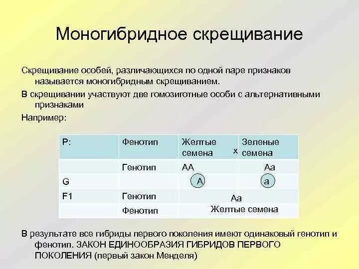 Моногибридное скрещивание это. Особи в f2 с рецессивными аллелями моногибридное скрещивание. Моногибридное скрещивание гомозигота. Моногибридное скрещивание по одной паре признаков. Скрещивание двух особей это.