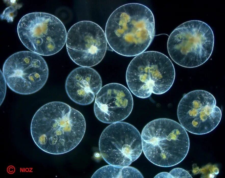 Планктон круглый. Зоопланктон. Колония планктона. Цветение фитопланктона.