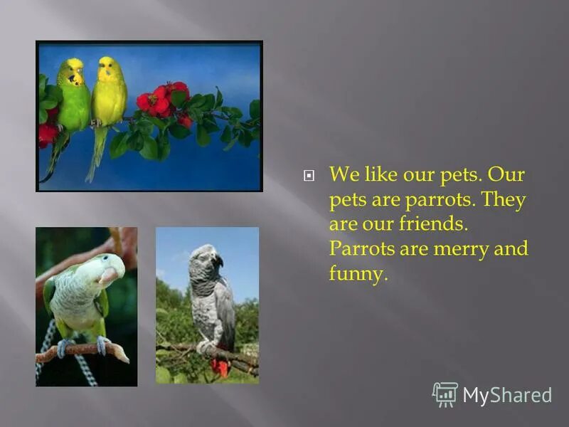 Parrots are the pets. Проект my favourite animal. Проект для детей my favourite animal. Проект my favourite animal 3 класс. Проект my favourite Pet Parrot.