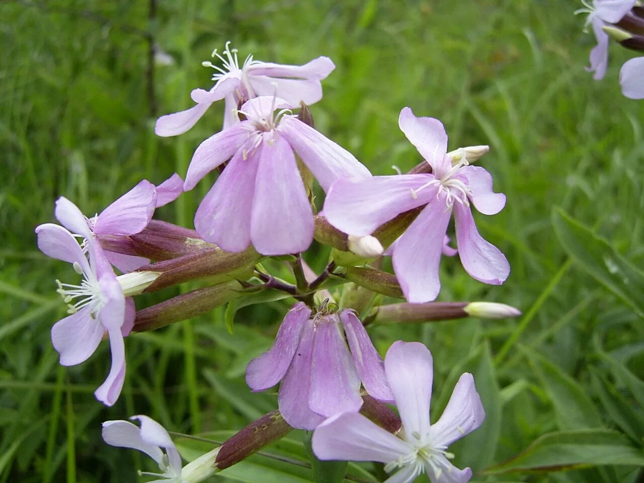 Мыльнянка обыкновенная. Цветок мыльнянка (Saponaria officinalis. Мыльнянка мыльный корень. Мыльнянка базиликолистная.