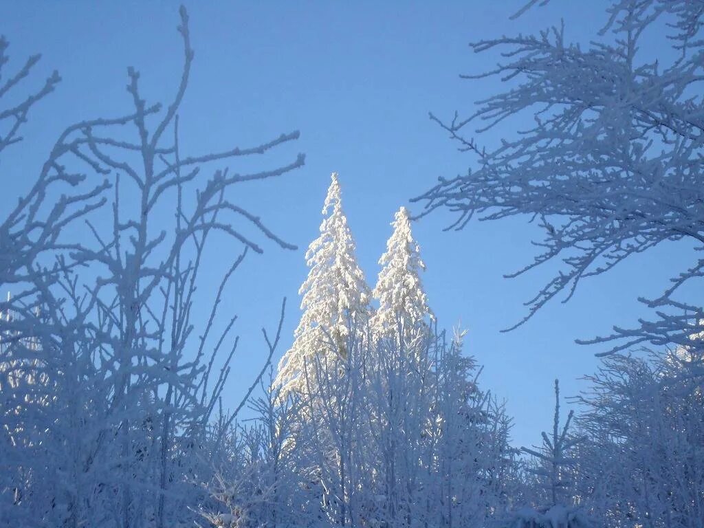 песня расцвели хрустальные сады. рождество христово синявский текст. хрустальный сад. песня расцвели хрустальные сады. рождество христово во владеньях инея.
