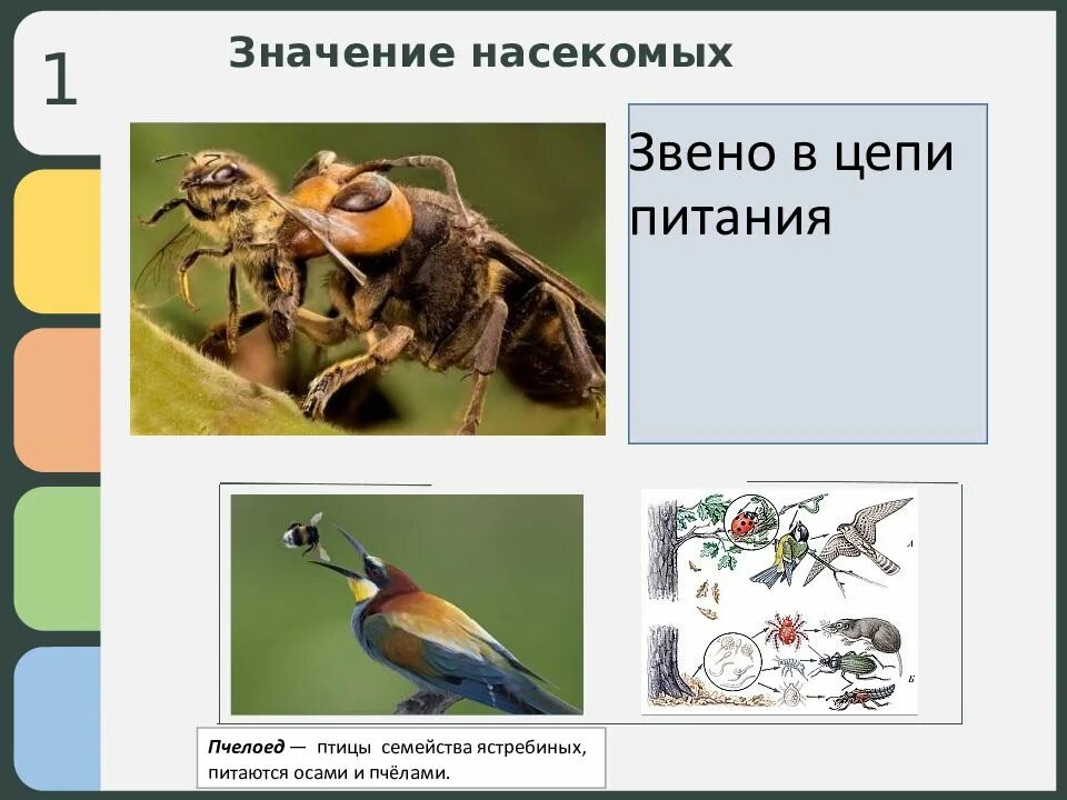 Пищевая цепь нектар муха. Значение насекомых. Насекомые звено в цепи питания. Классы семейства насекомых. Цепь питания клопа.