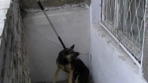 Как поймать собаку