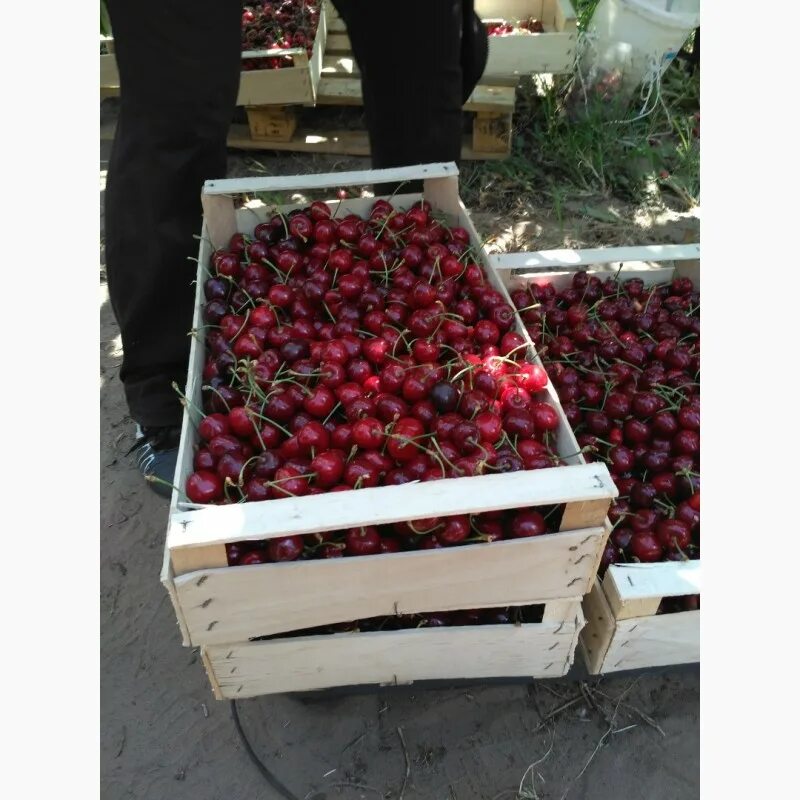 Тара для перевозки черешни. Сезон черешни в ростове на дону. Ferrovia cherry. Закупаем черешню. Валерия черешня ноябрьск.
