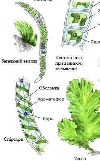 Строение многоклеточных нитчатых водорослей. Размножение водорослей улотрикс. Многоклеточная водоросль спирогира. Улотрикс водоросль строение.