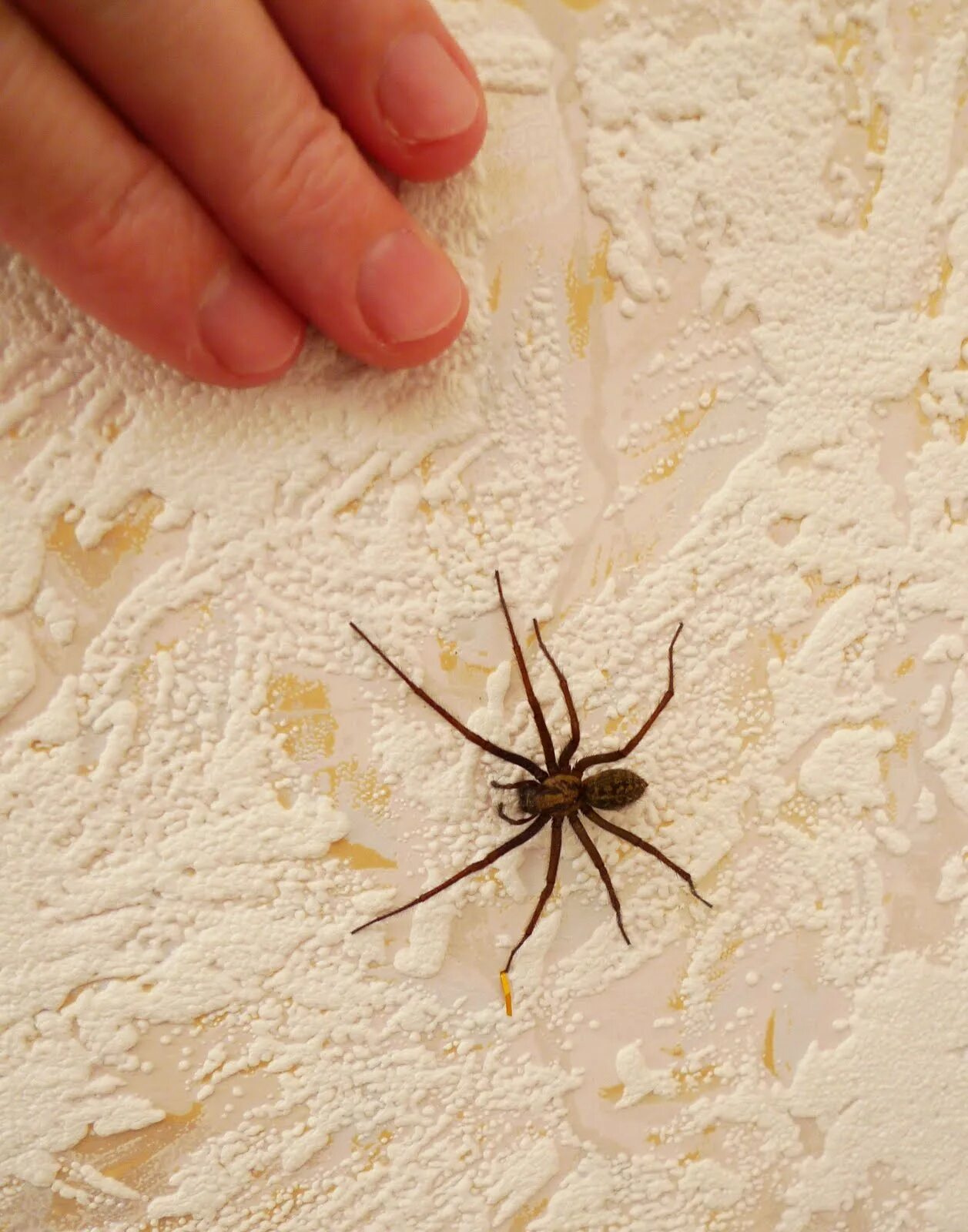 What State Has The Most Poisonous Spiders - Release Date Price Reviews