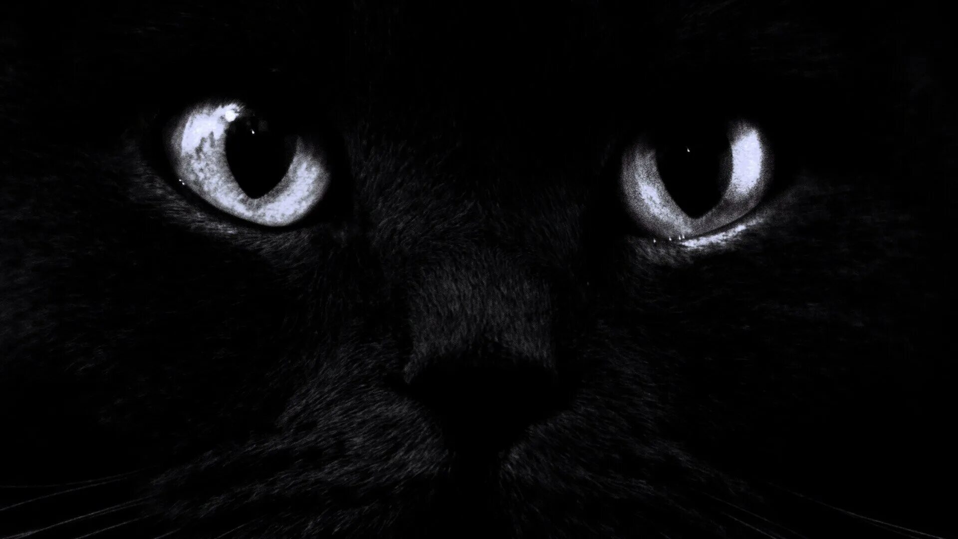 Темно ну. Черные обои. Темные обои. Красивые чёрные обои. Чёрный кот.