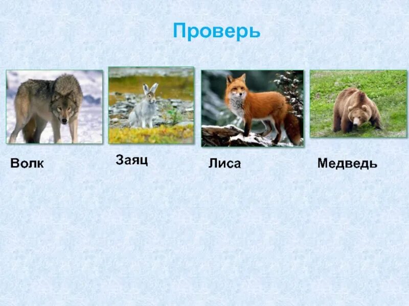 Дикие животные волк лиса заяц медведь. Медведь лиса и заяц. волк лиса и заяц. лиса, волк и медведь. заяц лиса медведь волк белка.
