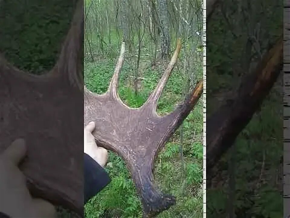 Лось сбрасывает рога видео. Лось сбрасывает рога. как лось сбрасывает рога.