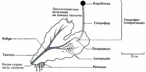 В коробочке с крышечкой спорофите созревают