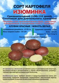 Сорт изюминка описание