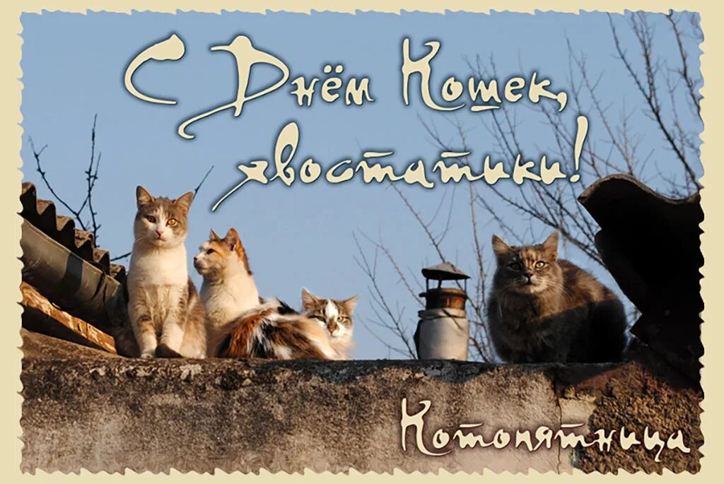 День кошек прикол. Международный день кошек. День кошек открытки. Международный день котов.