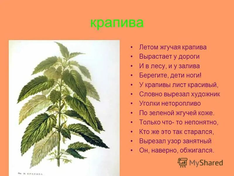 крапива растет. крапива двудомная. алтайская крапива.