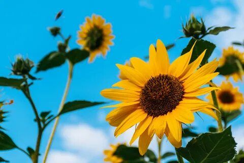 Sunflower 4