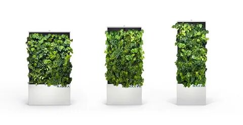 Plant 2017
