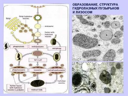 Лизосомы являются везикулами