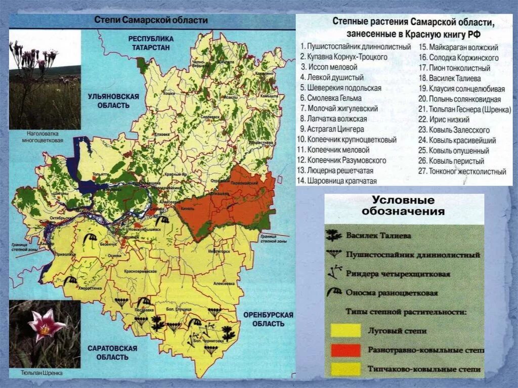 Какие районы в самарской области. Карта Самарской области география. Карта растительности Самарской области. Природные зоны Самарской области. Карта животных Самарской области.