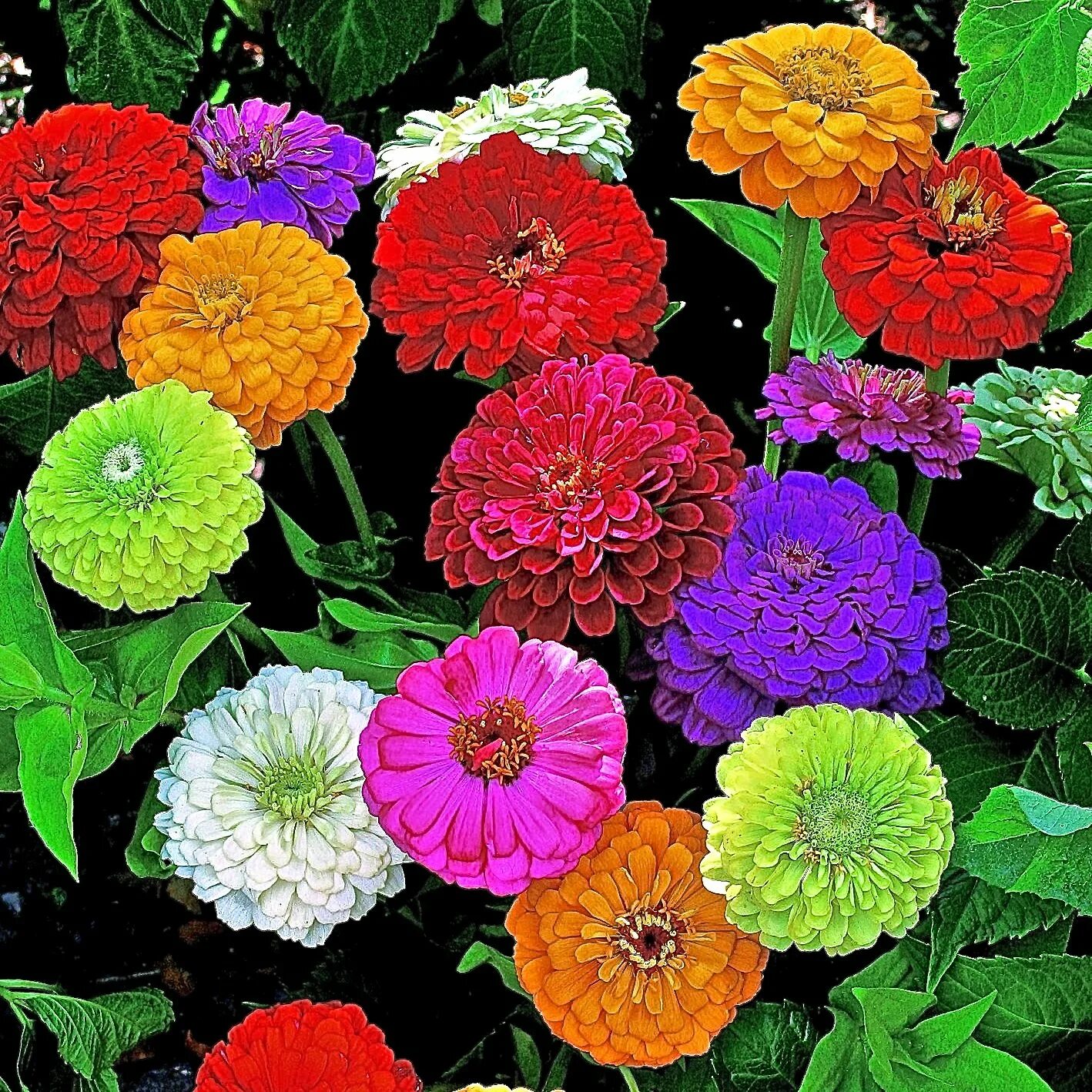 Циния кустовая сорта. Цинния дримленд. цинния изящная (zinnia elegans). циния пепито дварф микс. цинния калифорнийские великаны.