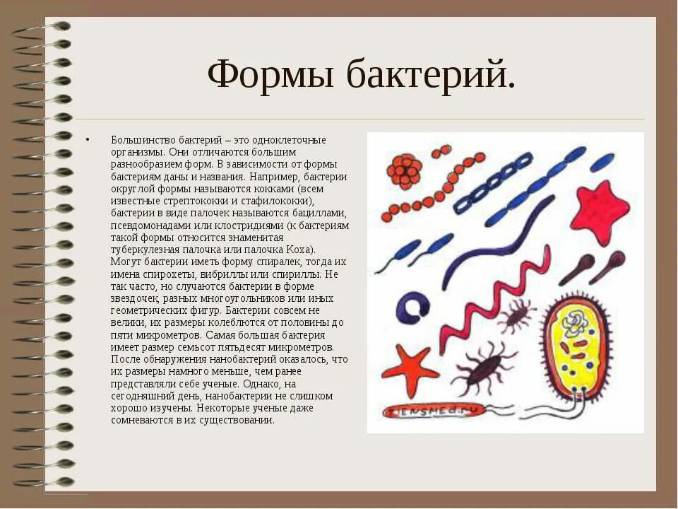 Разнообразные формы бактерий. Формы бактерий. бактерии формы бактерий. многообразие бактерий по форме. формы бактерий и их названия.