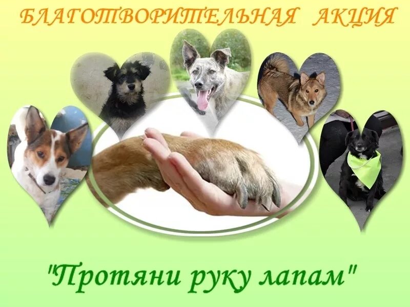 В добрые руки бездомных