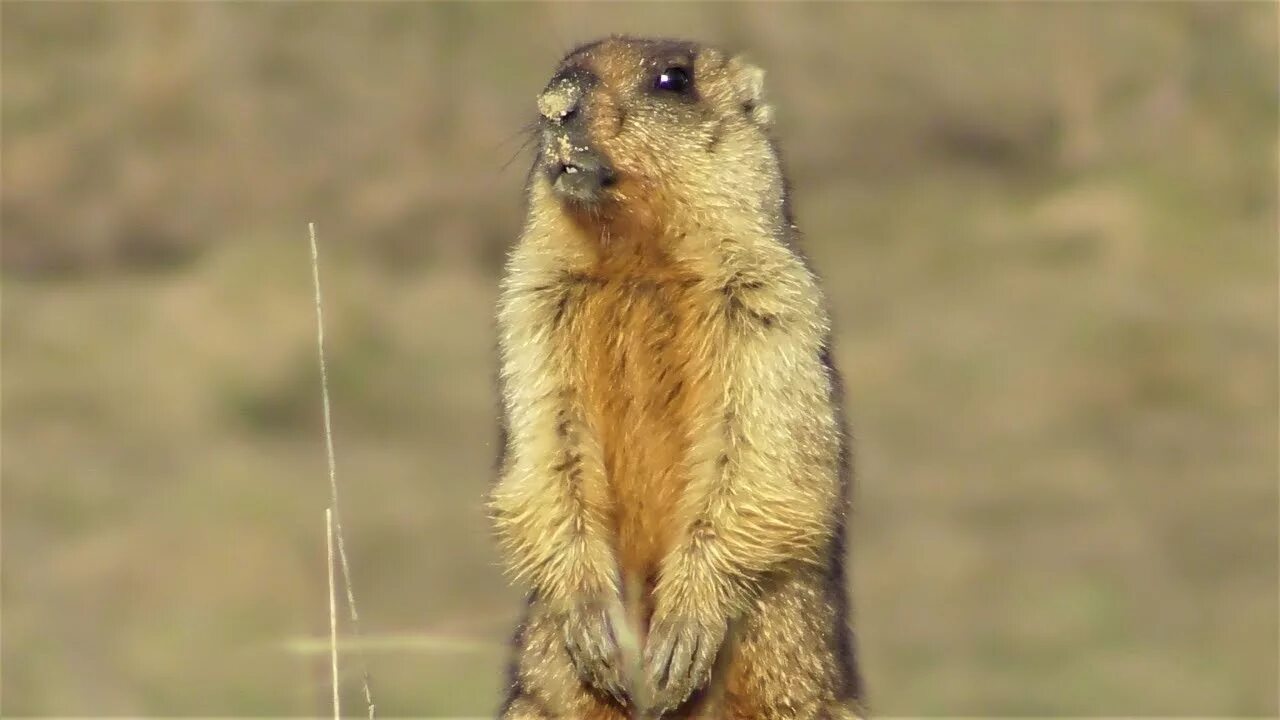 Как кричит байбак видео. Мармот сурок. marmota bobak. сурок кричит.
