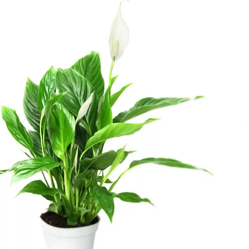 Спатифиллум сенсация вариегата. Спатифиллум сенсация (сенсейшен). Спатифиллум сенсация литл. Спатифиллум кавалли. Спатифиллум сенсация литл.