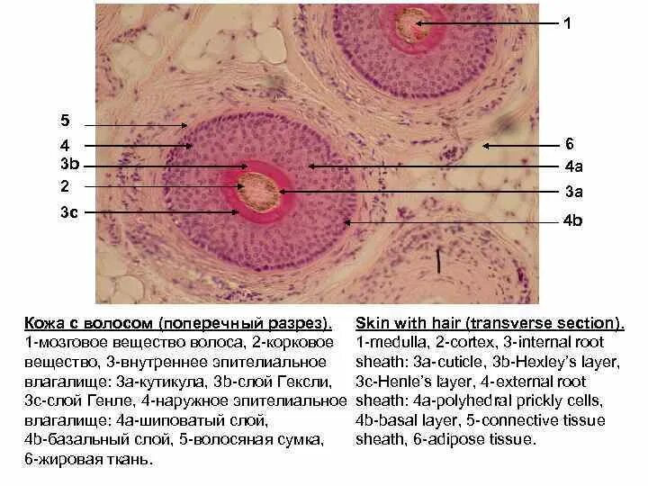 Увеличение больших половых. Поперечный срез гистология. Поперечный срез волоса человека. Кожа с волосом поперечный срез. Корень волоса поперечный срез.