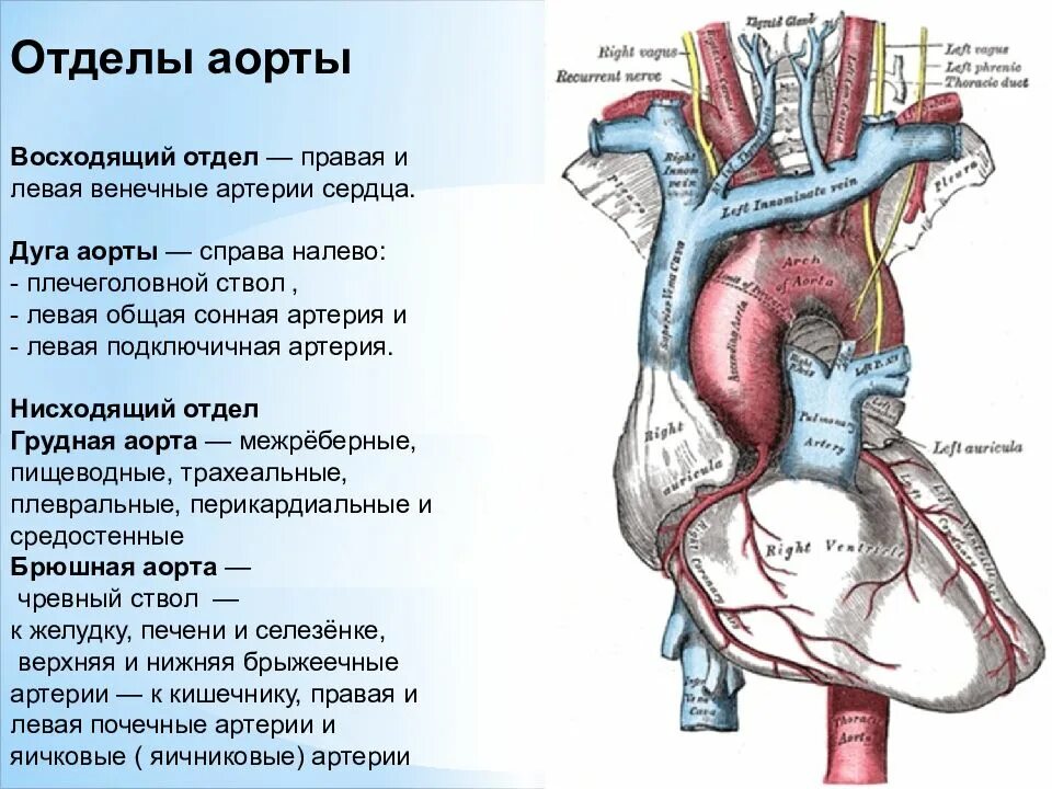 Сосуды нисходящей аорты. Восходящая часть аорты и дуги аорты. восходящая аорта дуга аорты. восходящая часть дуга аорты и нисходящая часть. нисходящий отдел аорты анатомия.