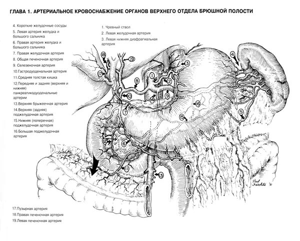 Ствол на латинском. Ствол на латинском