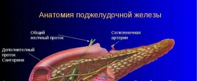 4 стадия поджелудочной железы сколько живут. Фотография поджелудочной железы человека. Опухоль поджелудочной железы. Онкология поджелудочной железы. Поджелудочная железа после операции.