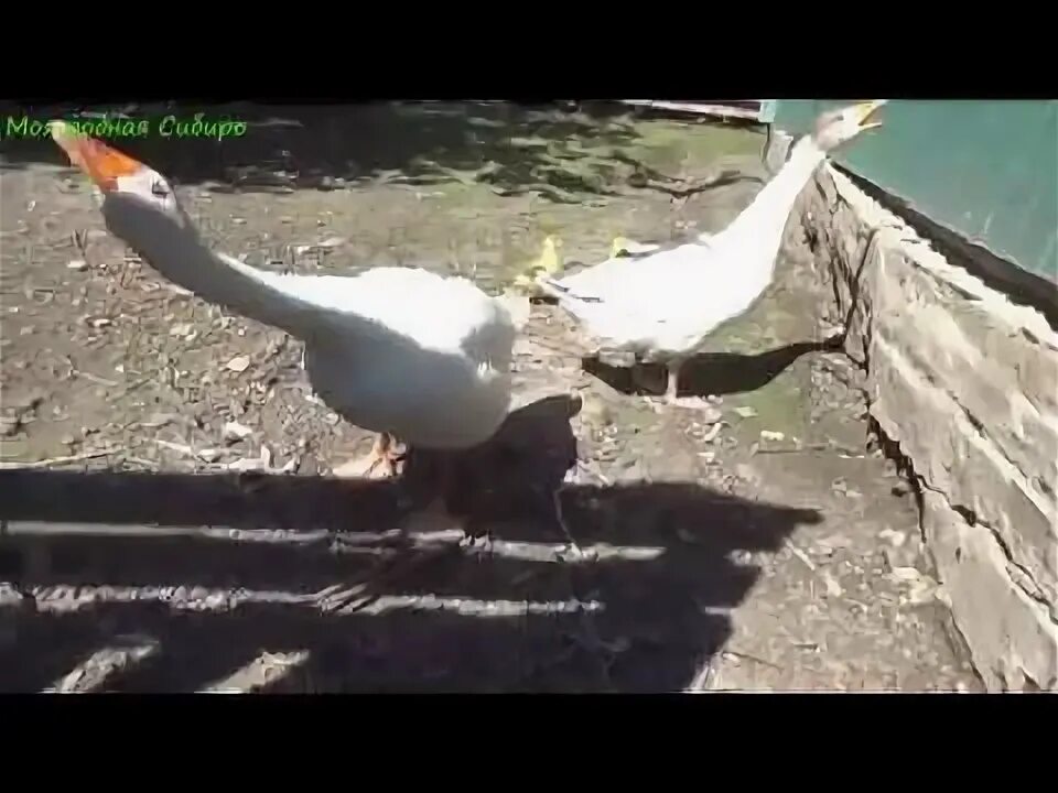 Гусь укусил меня песня айова. Гусь кусает. Гусь с кривым клювом. Агрессивный гусь. Злой гусь.