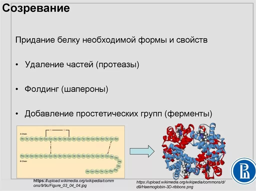 В синтезе белка участвуют ферменты. Модификация белков. Ферменты фолдинга, шапероны.. Где происходит модификация белков в клетках.