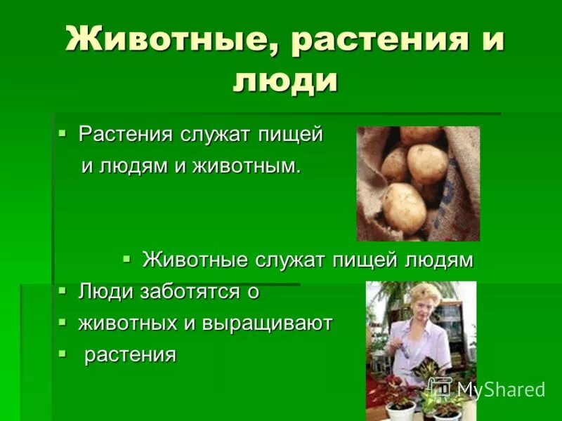 Растения и человек проект Презентация Леса России и их рациональное использование скачать бесплатно pptx