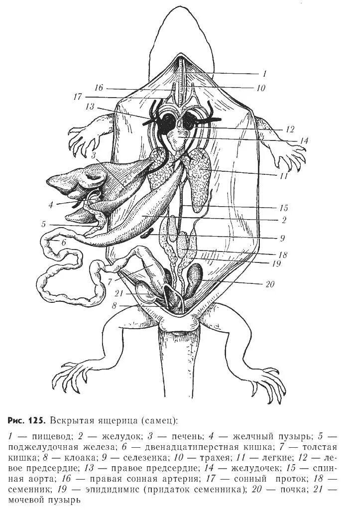 Внутренние органы рептилий. Топография внутренних органов ящерицы. Внутренне строение органов ящерицы. Топография внутренних органов ящерицы агамы. Внутренне строение ящерицы самца.