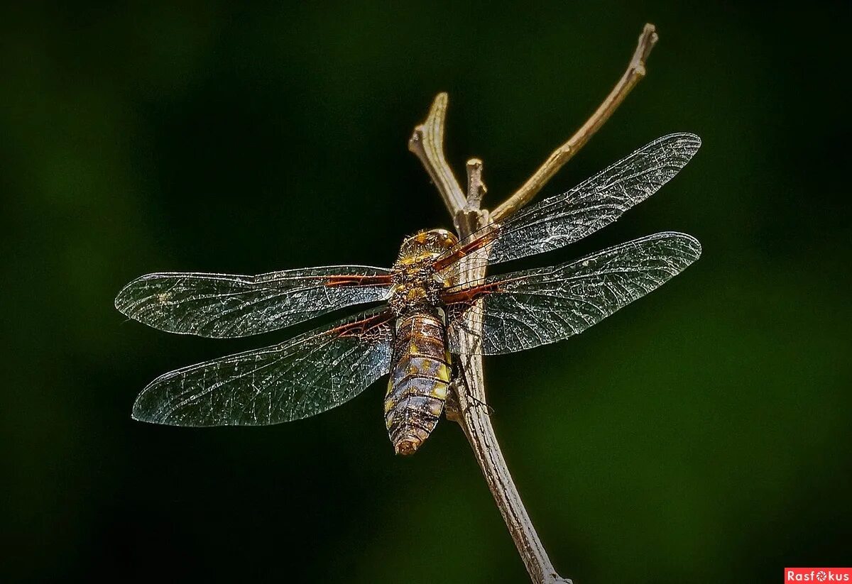 стимпанк бабочка. стрекозиные крылья. слюдяные крылышки стрекозы. крылья насекомых. крылатые насекомые московской области.