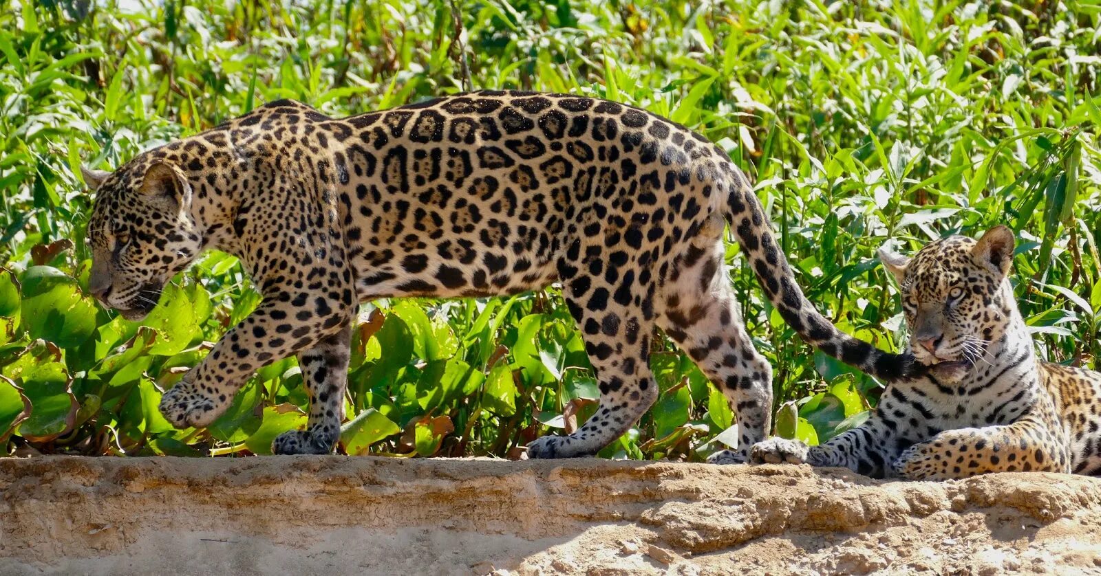 Animal latin. Ягуар Латинской Америки. Животные Латинской Америки. Амазонская кошка. Латинский Ягуар.