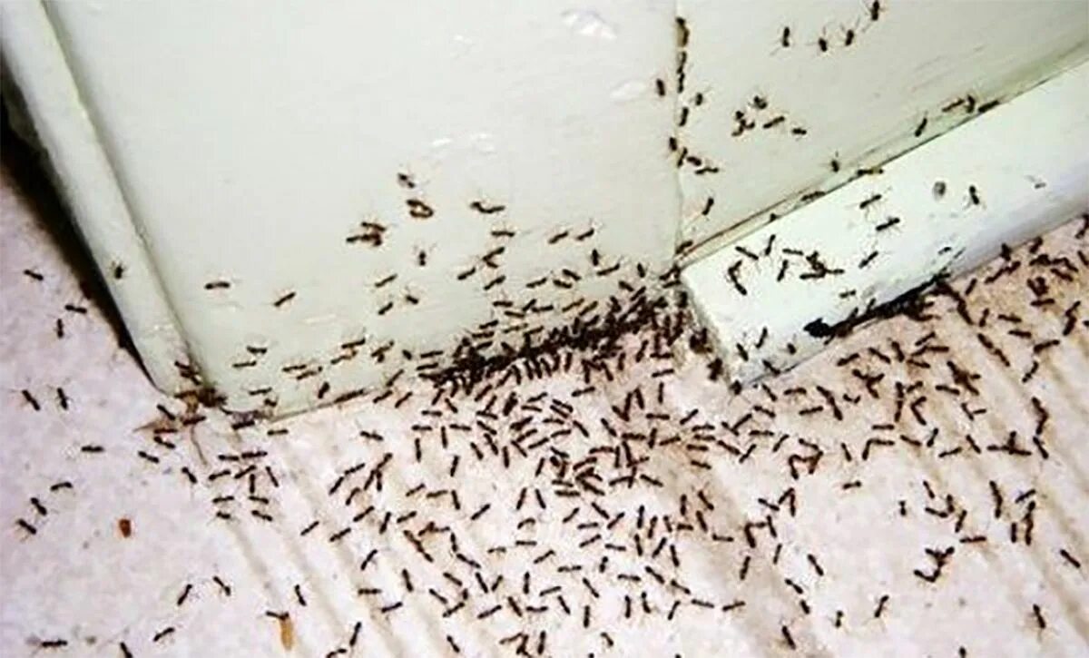Как избавиться от мелких муравьев в доме. Муравьи домашние мелкие. Домашние муравьи в квартире. Маленькие муравьи в квартире. Чёрные муравьи в квартире.