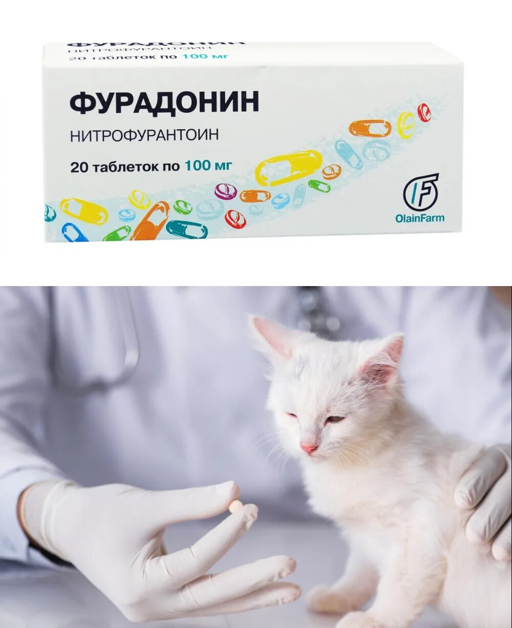 Фурадонин можно котам. Фурадонин жидкий. Таблетки от цистита для женщин фурадонин. Фурадонин можно котам. Фурадонин.
