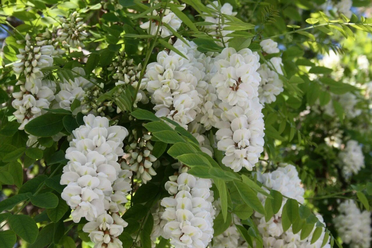 Акация белая (Робиния). Белая Акация (Робиния псевдоакация). Акация белая (Робиния) (с3). Акация белая (Робиния псевдоакация) (Robínia pseudoacácia).