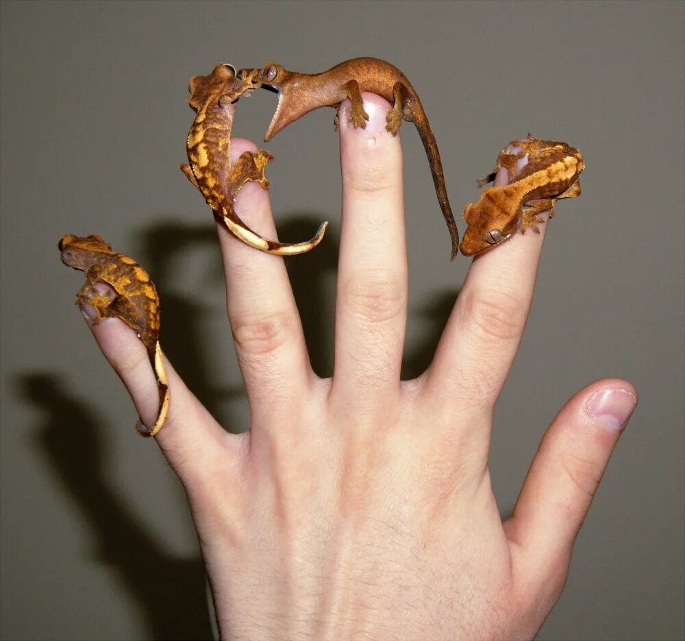 Ресничный геккон-бананоед. Геккон на руке. Ящерка на пальце. Гекконы домашние.