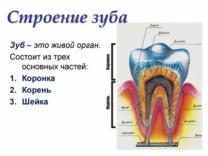 Каково внешнее и внутреннее строение зуба